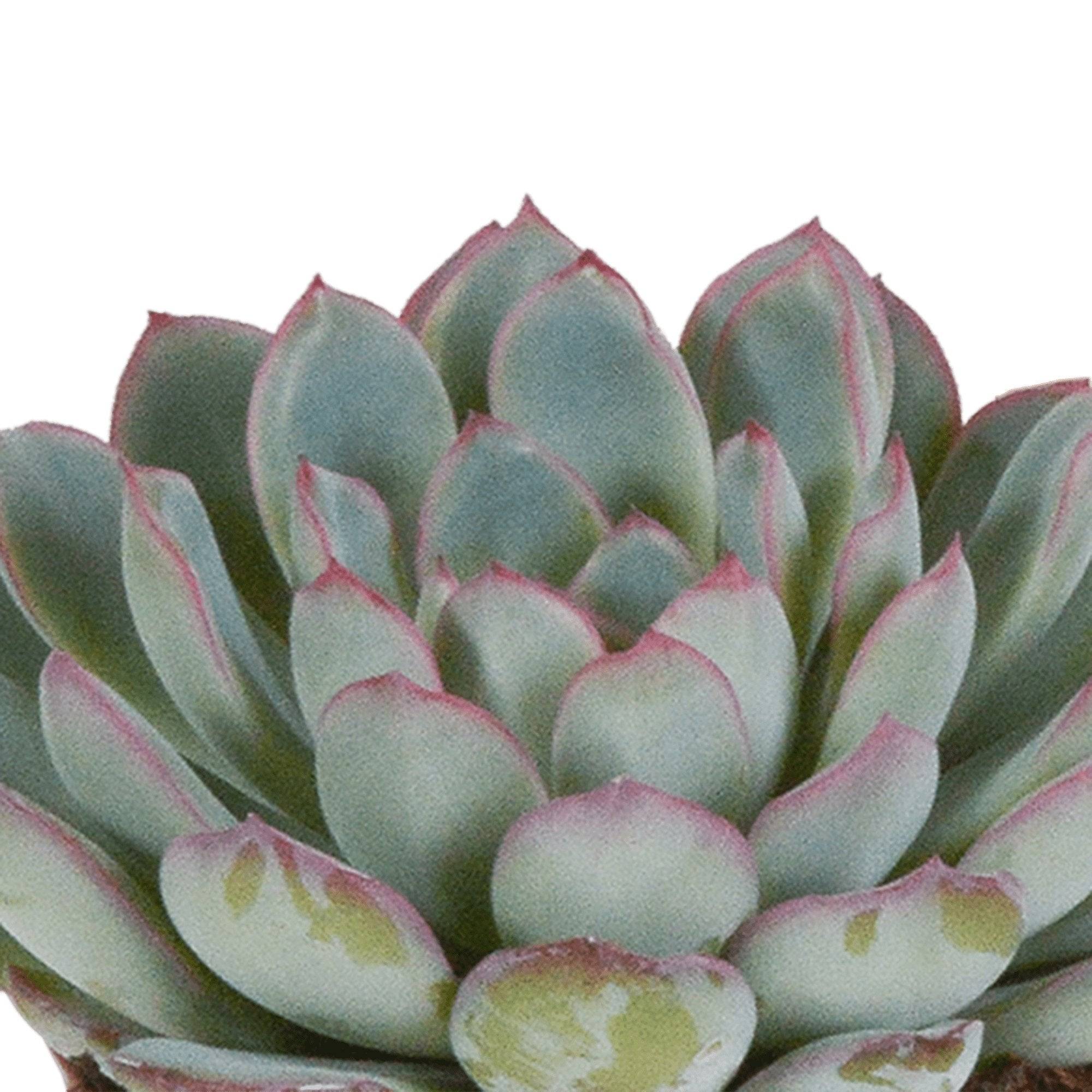 La Green Touch - Echeveria, box de 3 plantes, h15cm- La Green Touch - Image 3