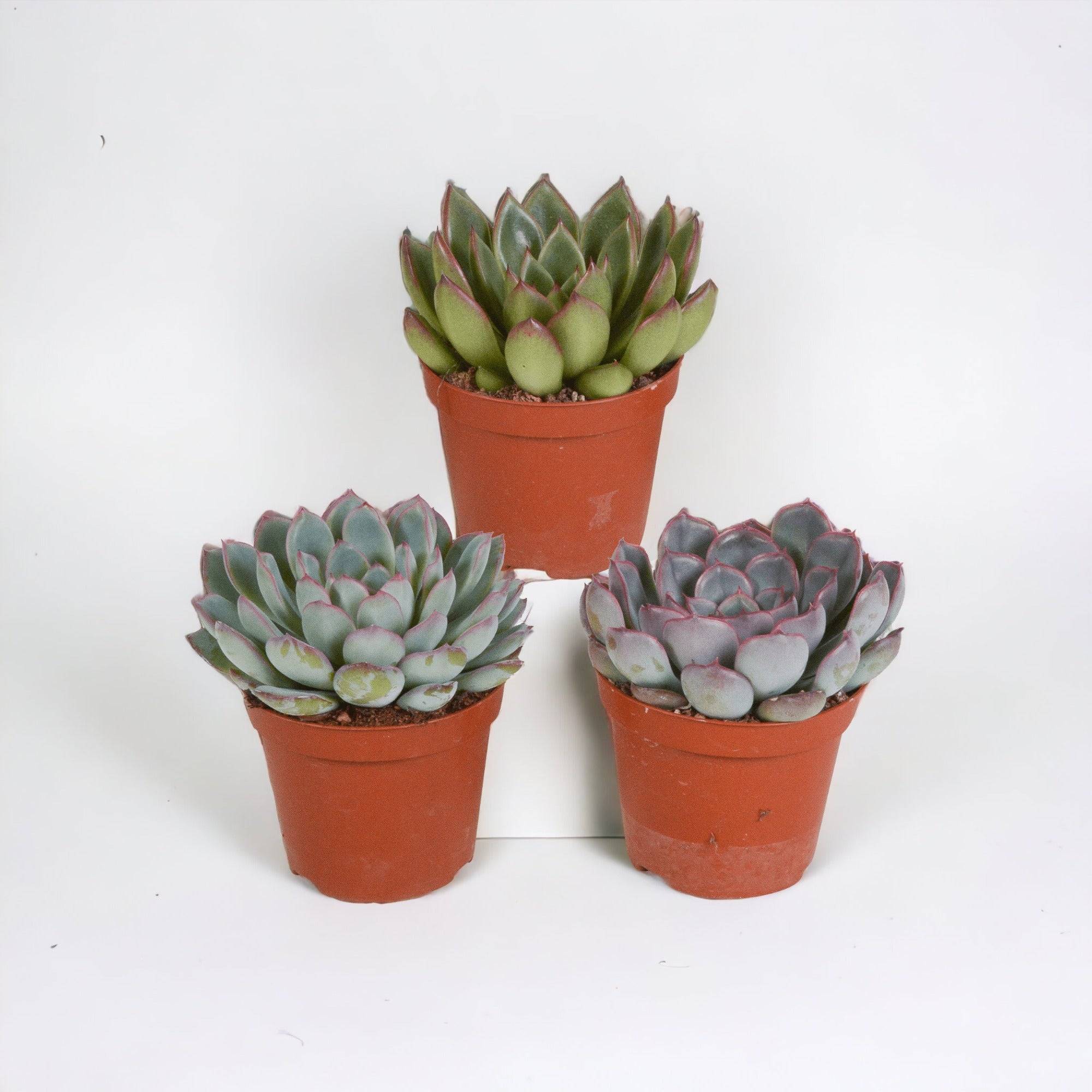 La Green Touch - Echeveria, box de 3 plantes, h15cm- La Green Touch - Image 1
