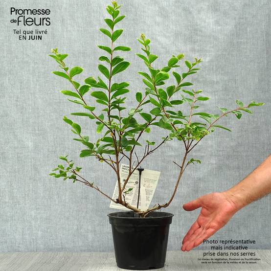 Lagerstroemia indica Rose Indien - Lilas des Indes Pot de 3L/4L - Image 2