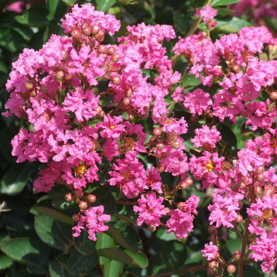 Lagerstroemia indica Rose Indien - Lilas des Indes Pot de 3L/4L - Image 1
