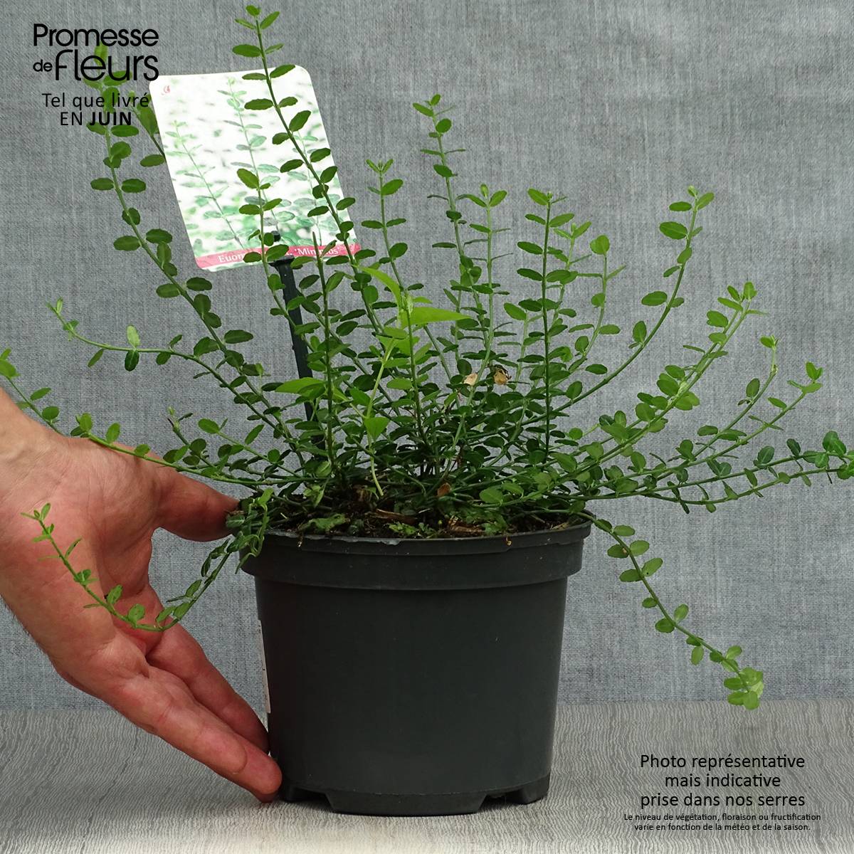 Euonymus fortunei Minimus - Fusain persistant Pot de 2L/3L - Image 2
