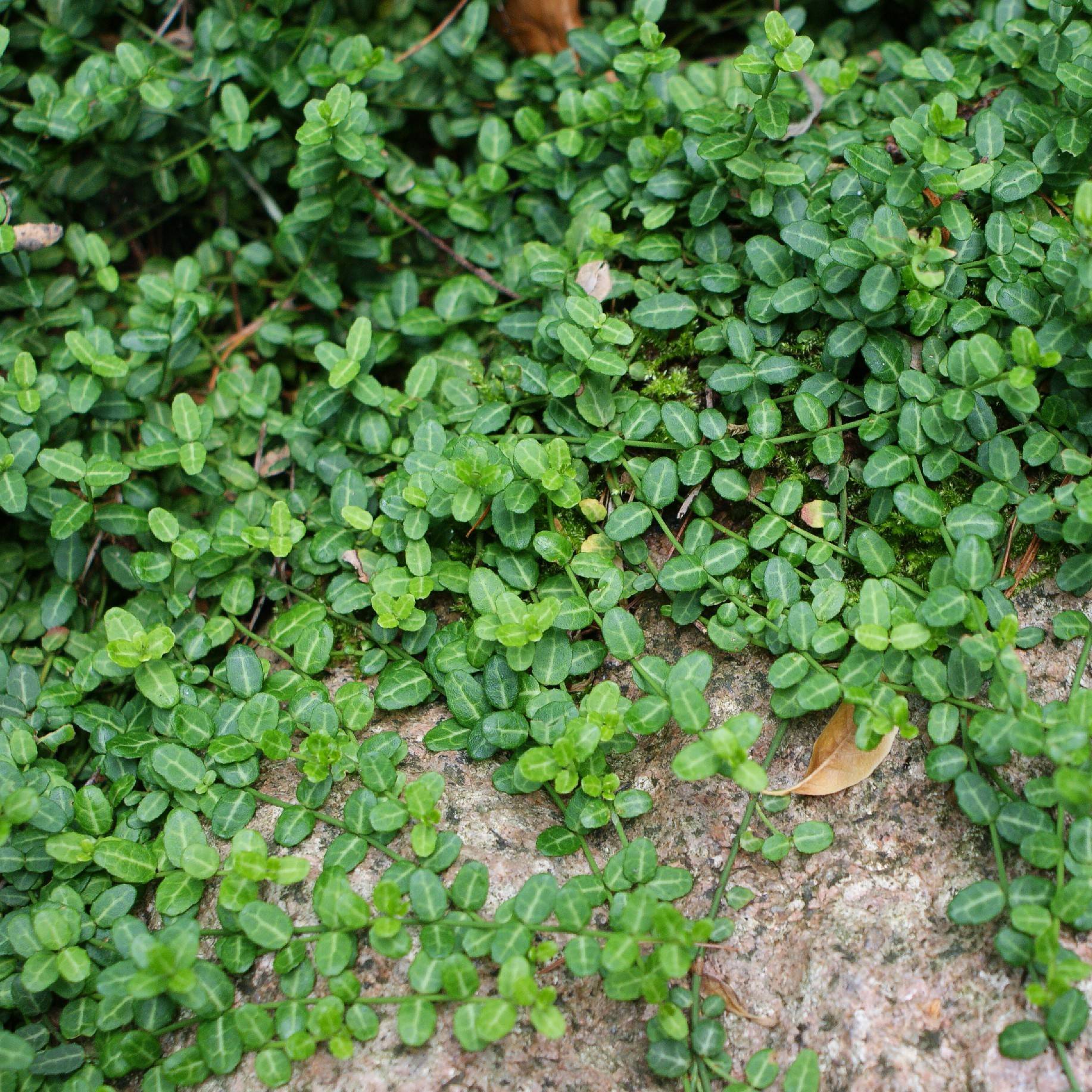 Euonymus fortunei Minimus - Fusain persistant Pot de 2L/3L - Image 1