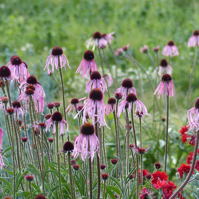 Graines d'échinacée pâle - Echinacea pallida le sachet de 150 graines environ (1g)