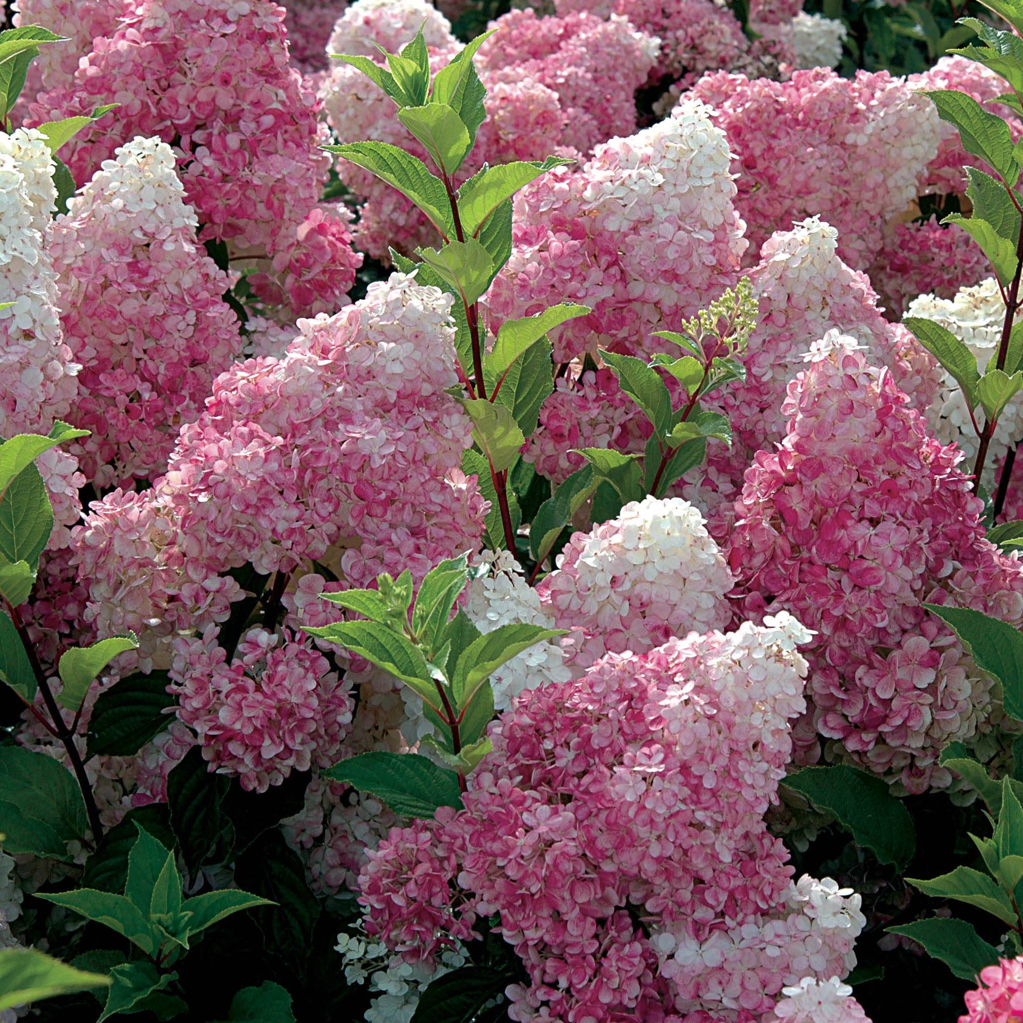Hydrangea paniculata Vanille Fraise - Hortensia paniculé Pot de 2L/3L - Image 1
