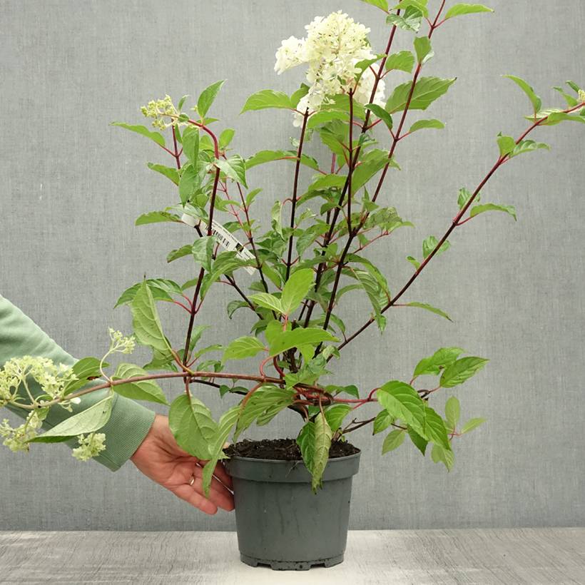 Hydrangea paniculata Vanille Fraise - Hortensia paniculé Pot de 2L/3L - Image 2