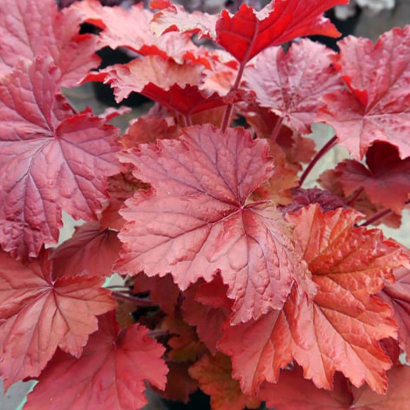 Promesse de Fleurs - Heuchère - Heuchera Bloody Dinosaur  Godet de 8/9 cm
