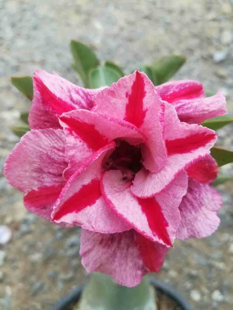 Sans Marque - Adenium obesum cv. Muang PP Couleur floraison:Rose - Taille:Caudex d'environ 300g 20/25cm