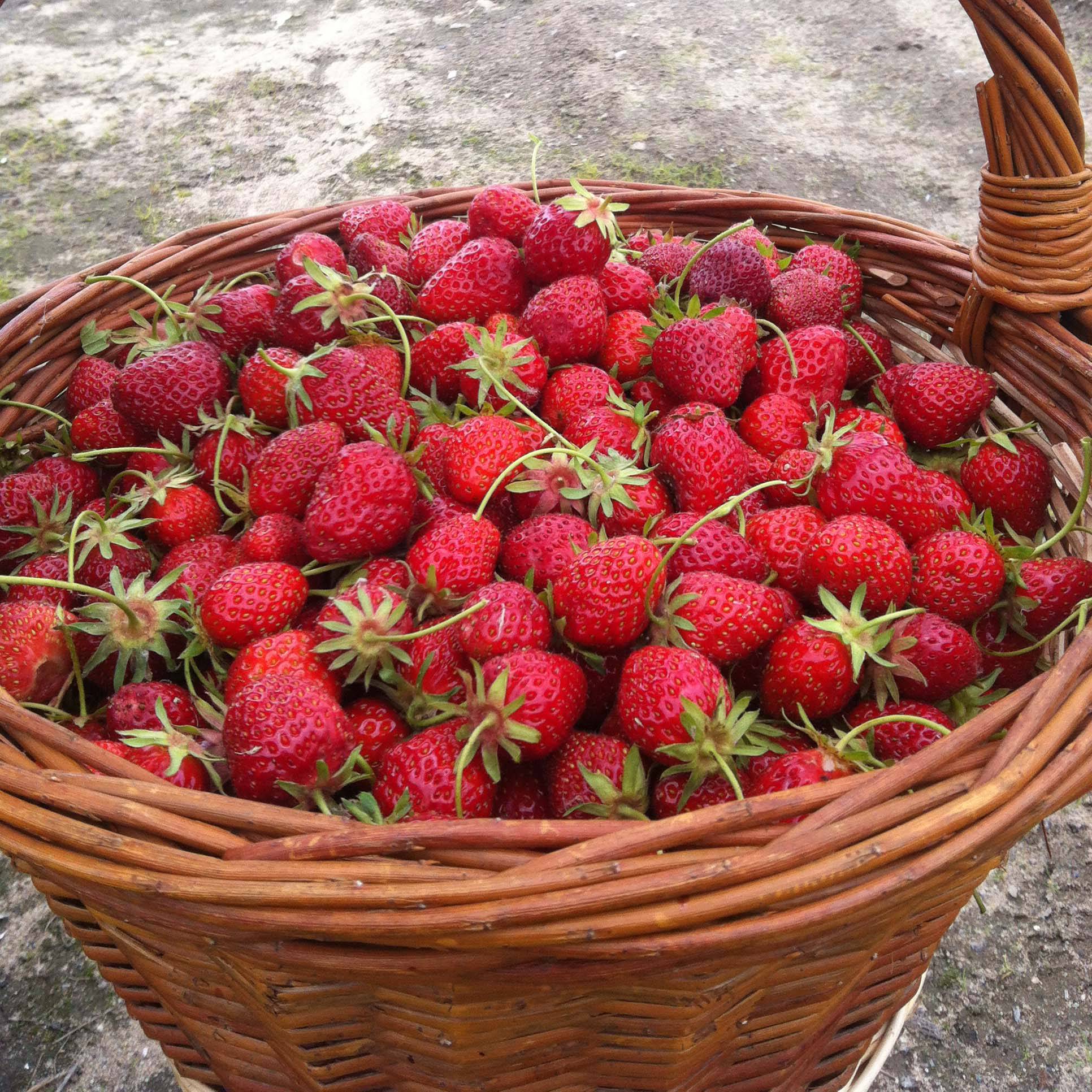 Fraisier Ostara (remontant) Godet de 7/8 cm