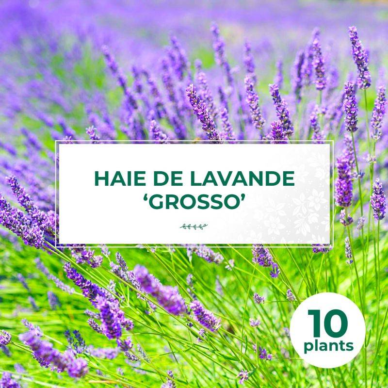 10 Lavande 'Grosso' (Lanvandula 'X Intermedia Grosso') - Haie de Lavande -  - Pépinières Naudet - Imagen 1