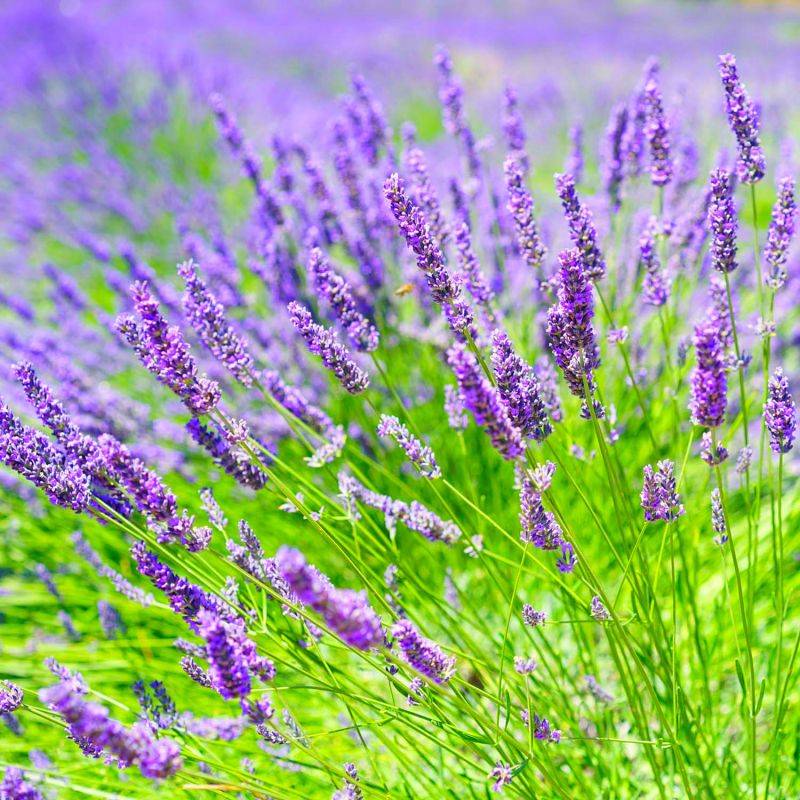 10 Lavande 'Grosso' (Lanvandula 'X Intermedia Grosso') - Haie de Lavande -  - Pépinières Naudet - Imagen 2