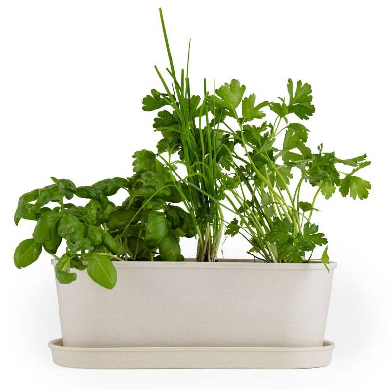 Radis et Capucine - Radis et Capucine - Jardinière en bambou - Aromates - Imagen 9