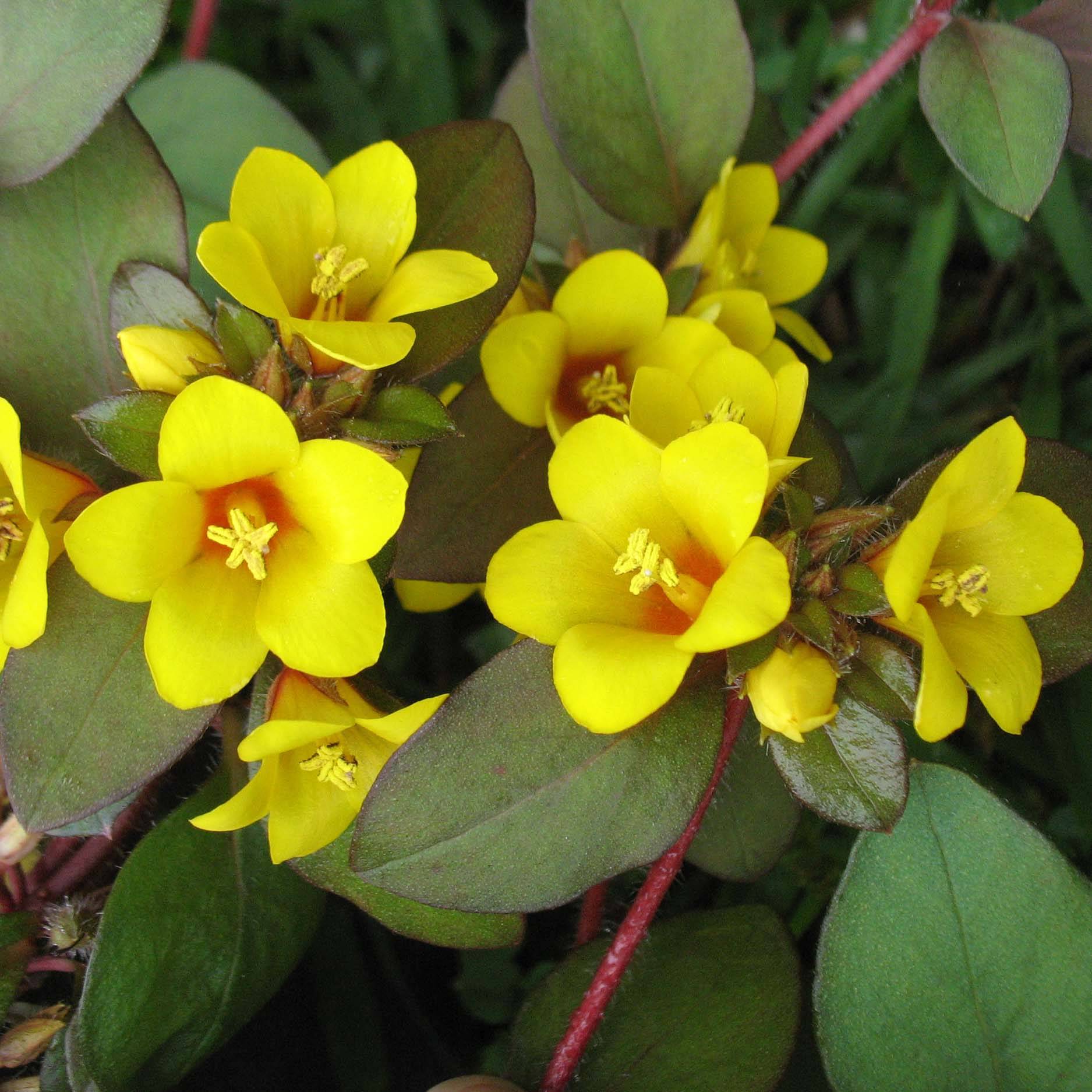 Lysimachia congestiflora - Lysimache  Godet de 8/9 cm