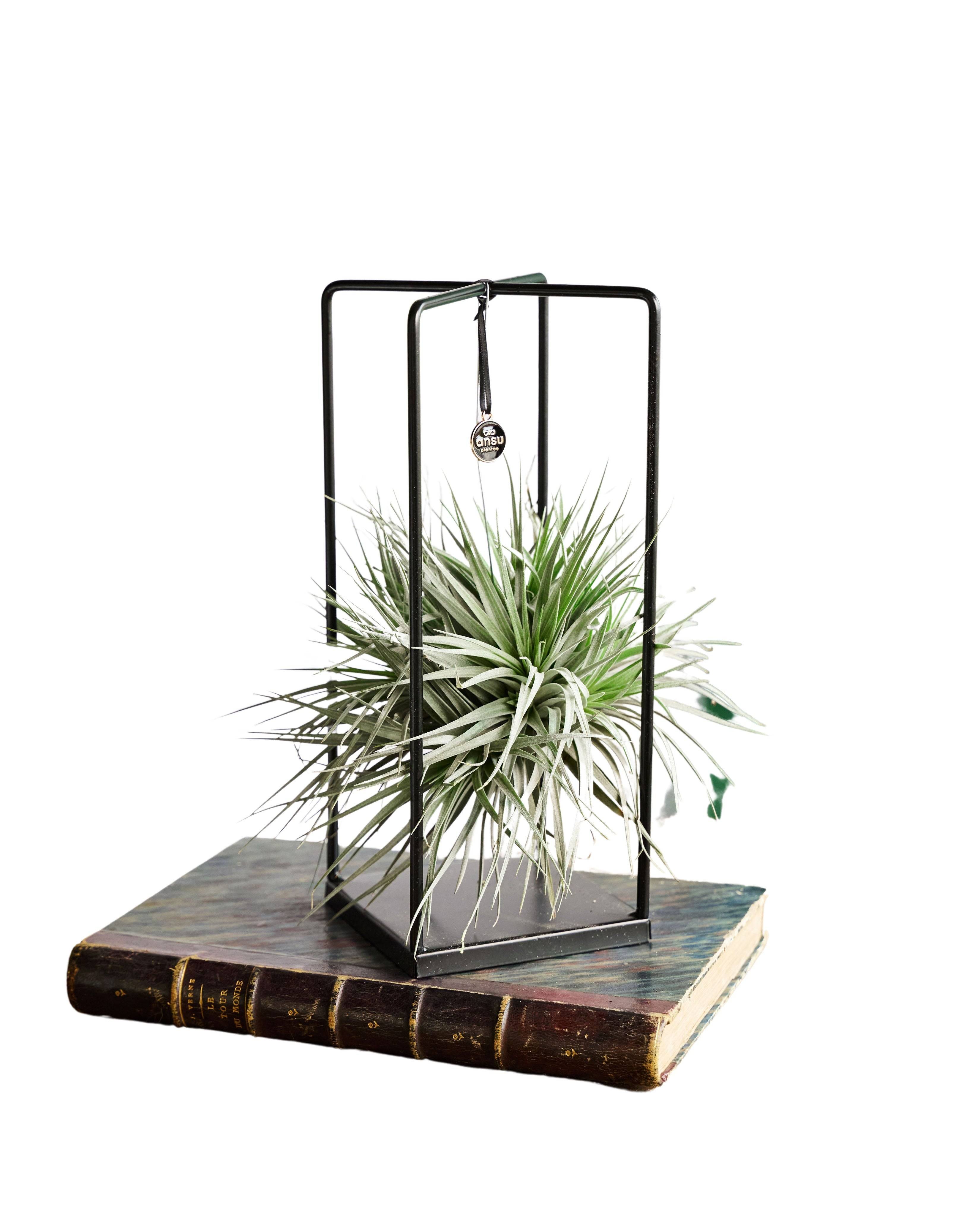 La Green Touch - Tillandsia et son support en cube 20cm - Plante d'intérieur- La Green Touch - Imagen 1
