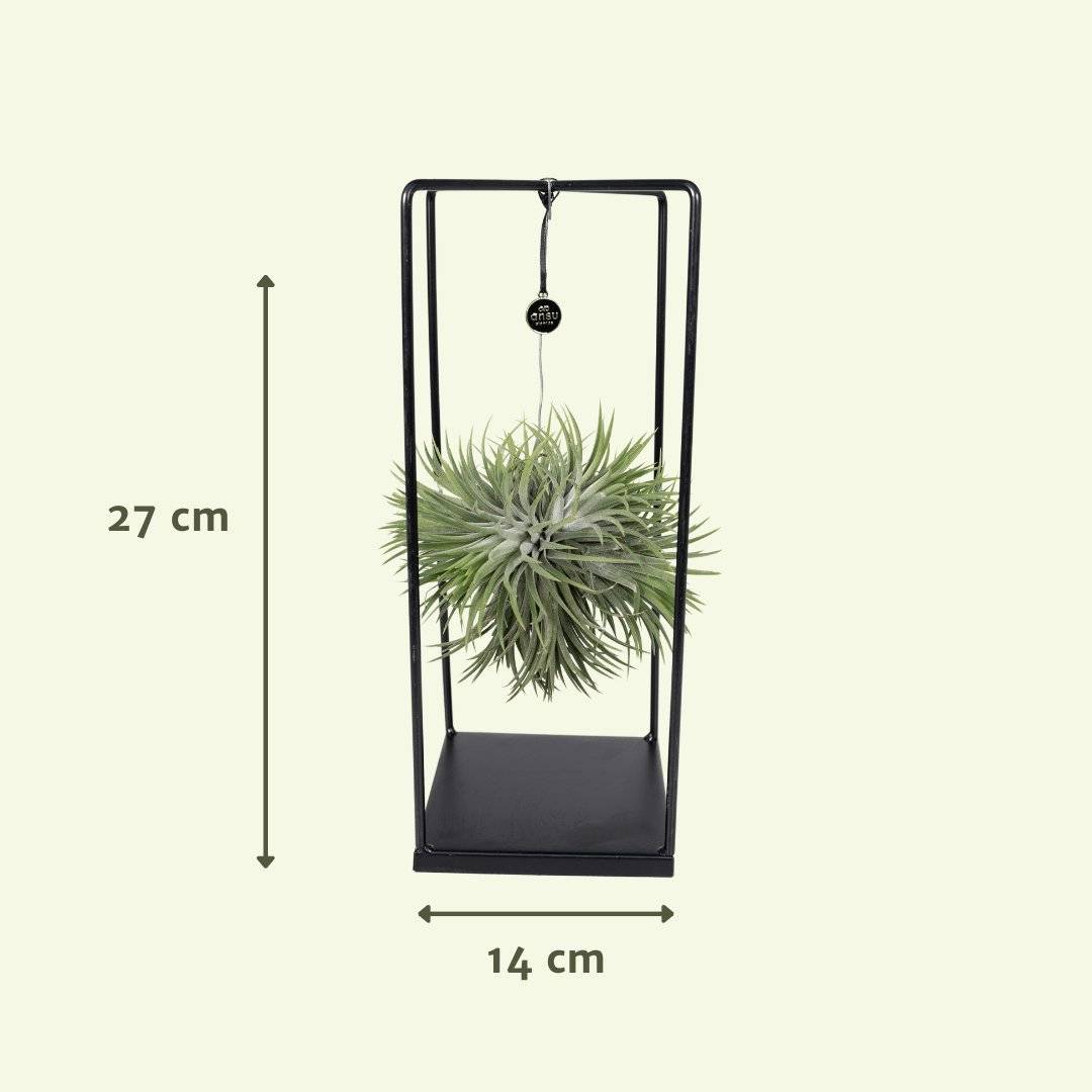 La Green Touch - Tillandsia et son support en cube 20cm - Plante d'intérieur- La Green Touch - Imagen 4
