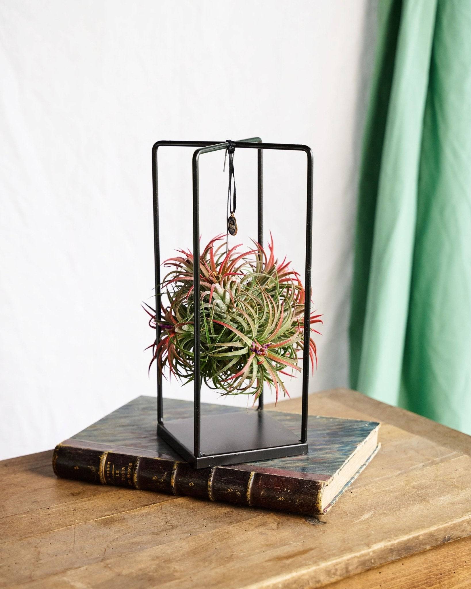 La Green Touch - Tillandsia et son support en cube 20cm - Plante d'intérieur- La Green Touch - Imagen 3