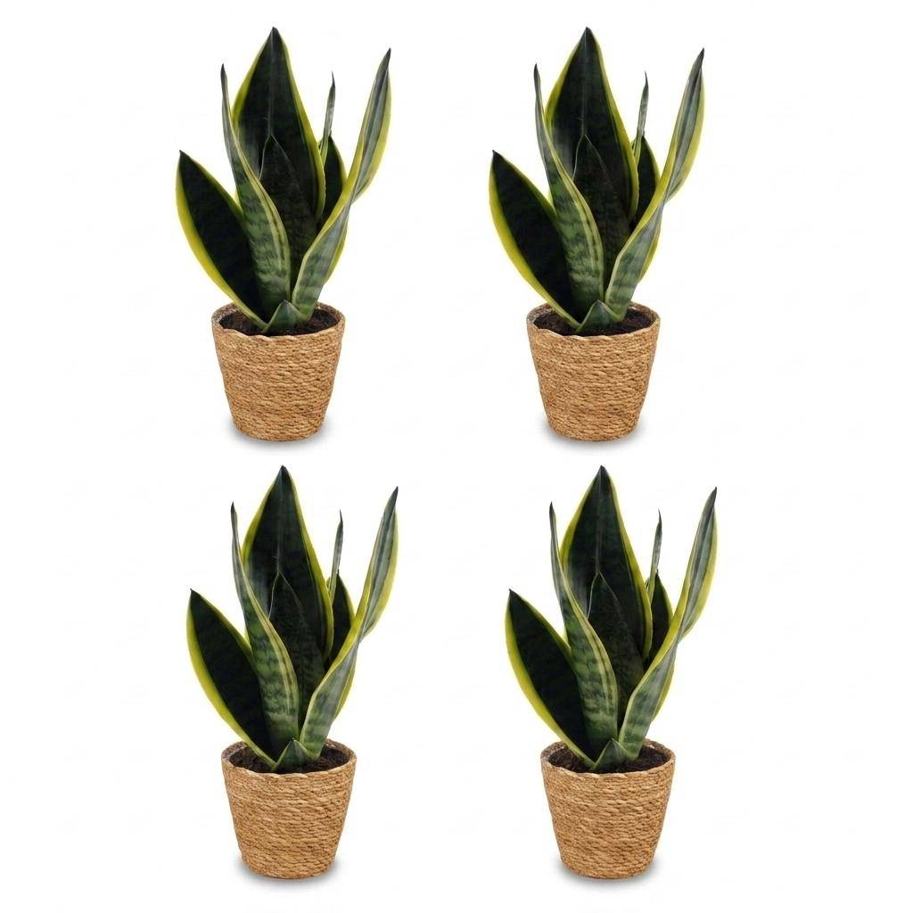 La Green Touch - Sansevieria Future Superb - Langue de belle-mère - Lot de 4 plantes - Panier en jonc de mer inclus - Pot Ø12 cm, H 35 cm - Image 2