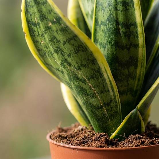 La Green Touch - Sansevieria Future Superb - Langue de belle-mère - Lot de 4 plantes - Panier en jonc de mer inclus - Pot Ø12 cm, H 35 cm - Image 4