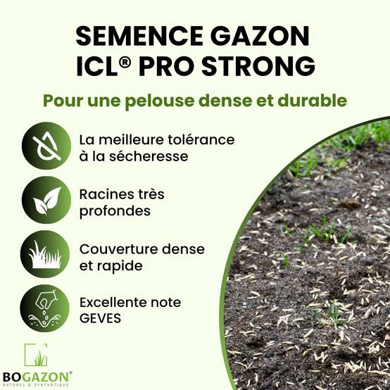 Gazon a semer ICL Pro Strong 10 kg| Graines de Gazon Rustique Résistant Sécheresse Racines Profondes | Semence Universel au Rendement Élevé - Image 2