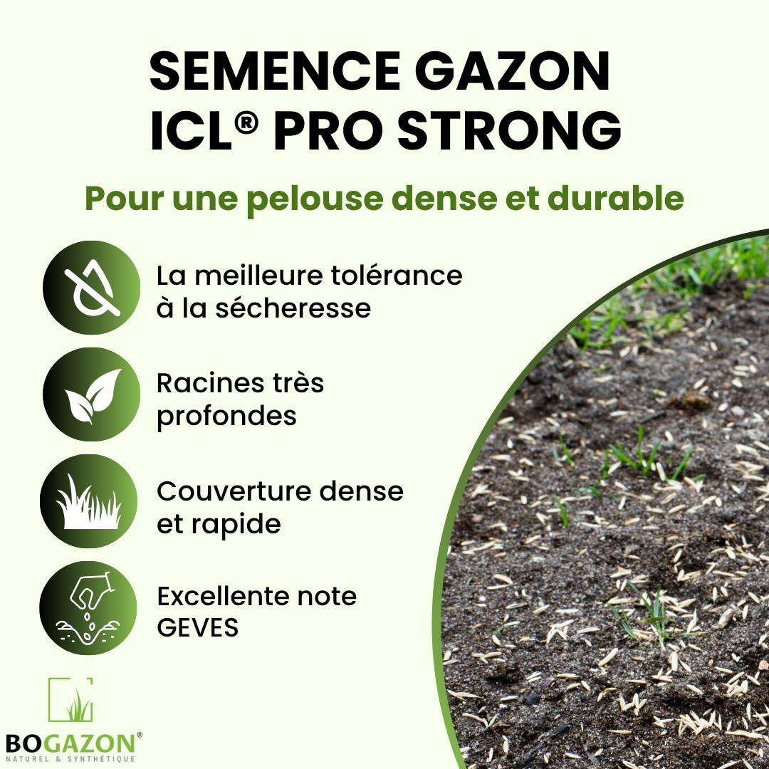 Gazon a semer ICL Pro Strong 10 kg| Graines de Gazon Rustique Résistant Sécheresse Racines Profondes | Semence Universel au Rendement Élevé - Image 2