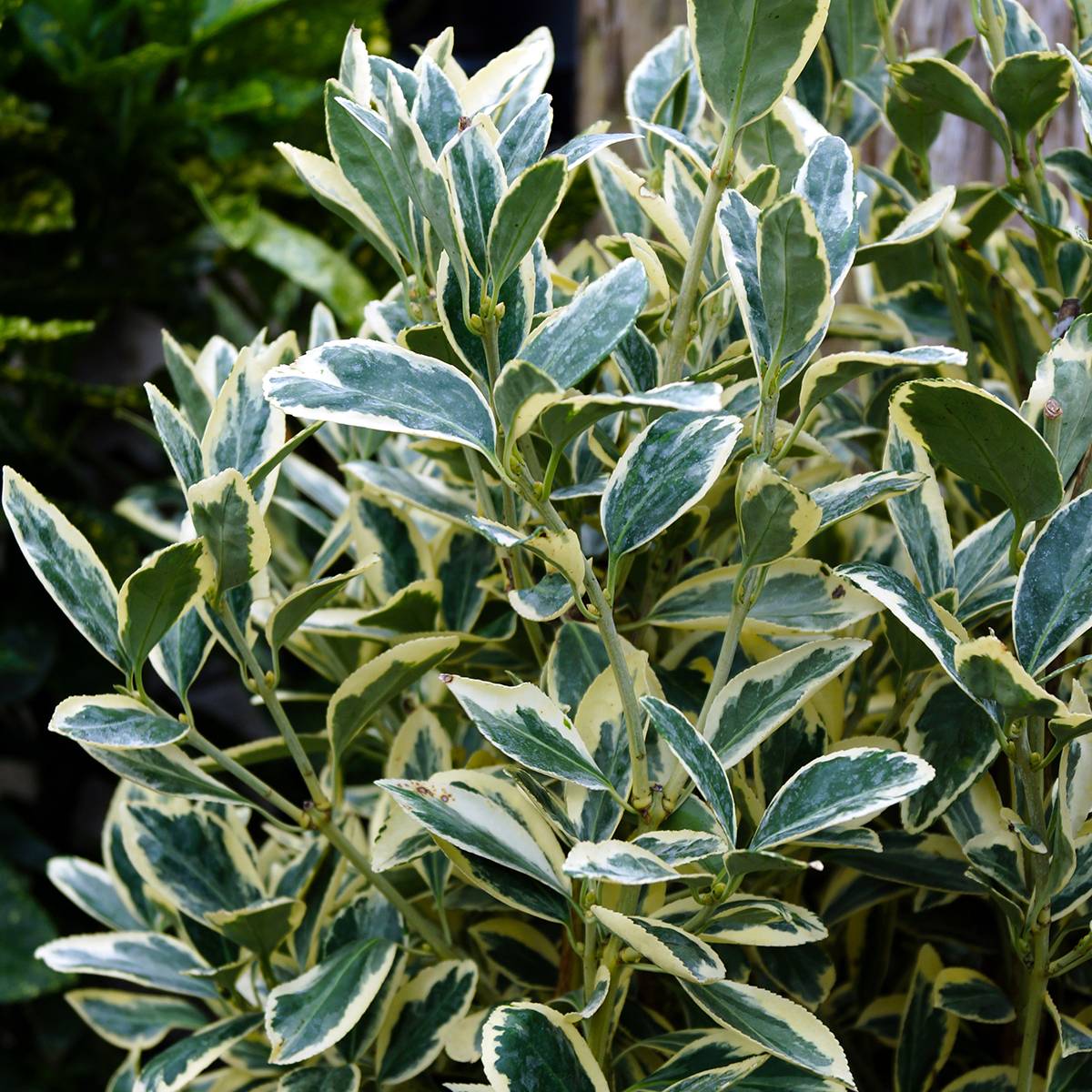 Promesse de Fleurs - Fusain du Japon - Euonymus japonicus Silver King Pot de 7,5L/10L - Image 1