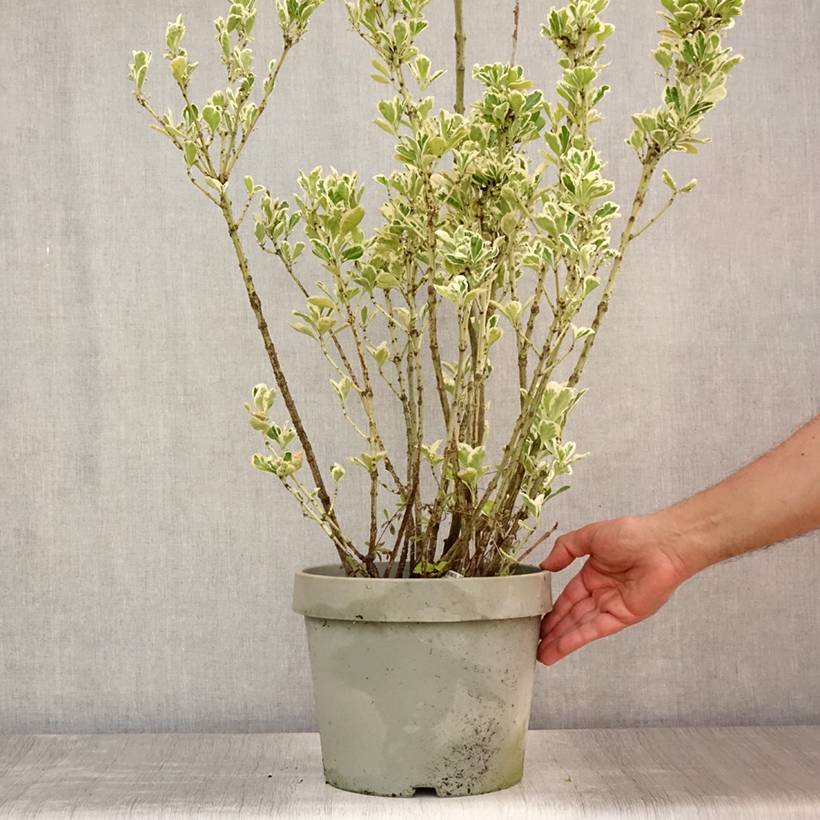 Promesse de Fleurs - Fusain du Japon - Euonymus japonicus Silver King Pot de 7,5L/10L - Image 2