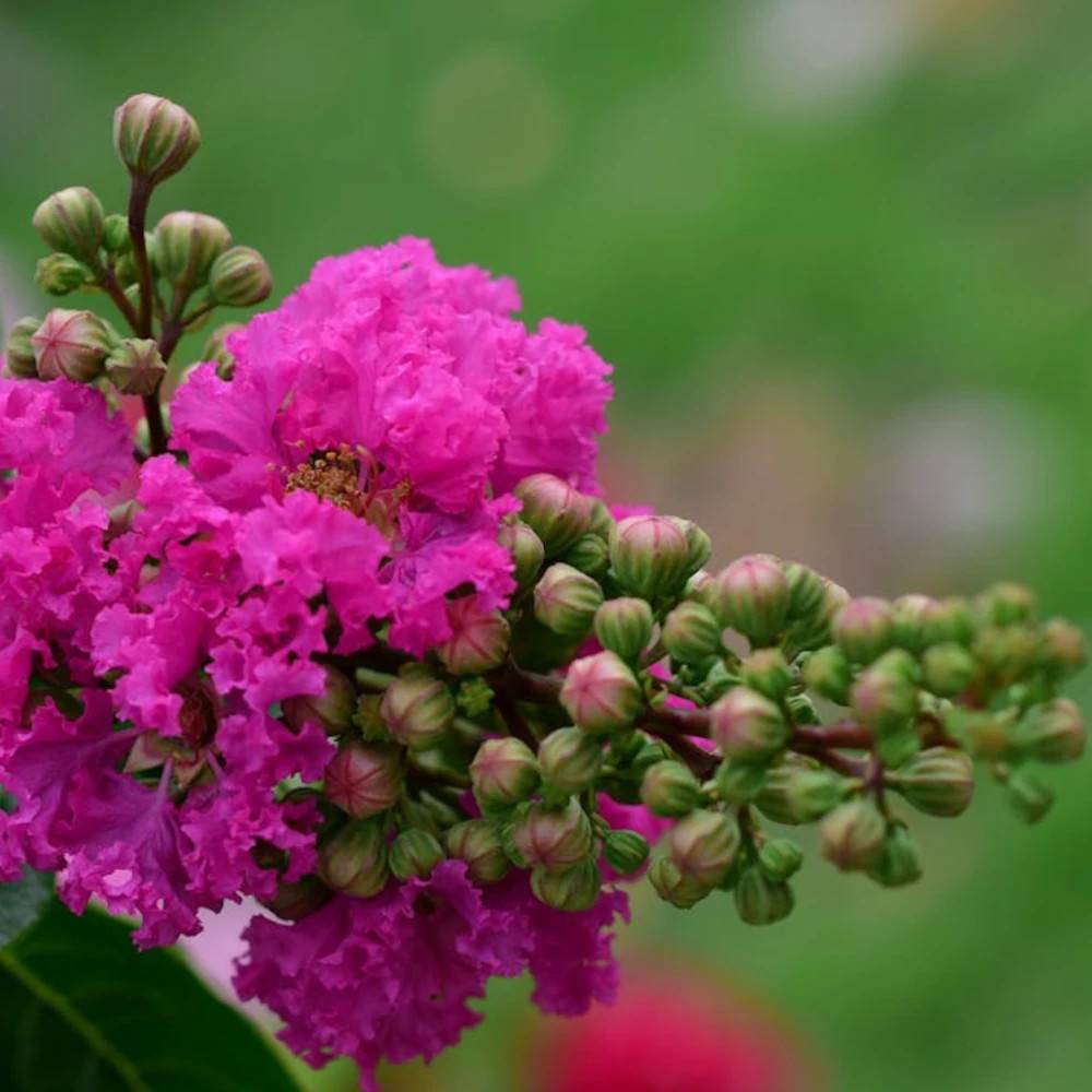 Lilas des Indes Petit´ Canaille® Rose, Lagerstroemia à fleurs Rose - feuillage Caduc - Pot de 3L - Touffe- hauteur à maturité De 1,00 m à 1,50 m - Image 1