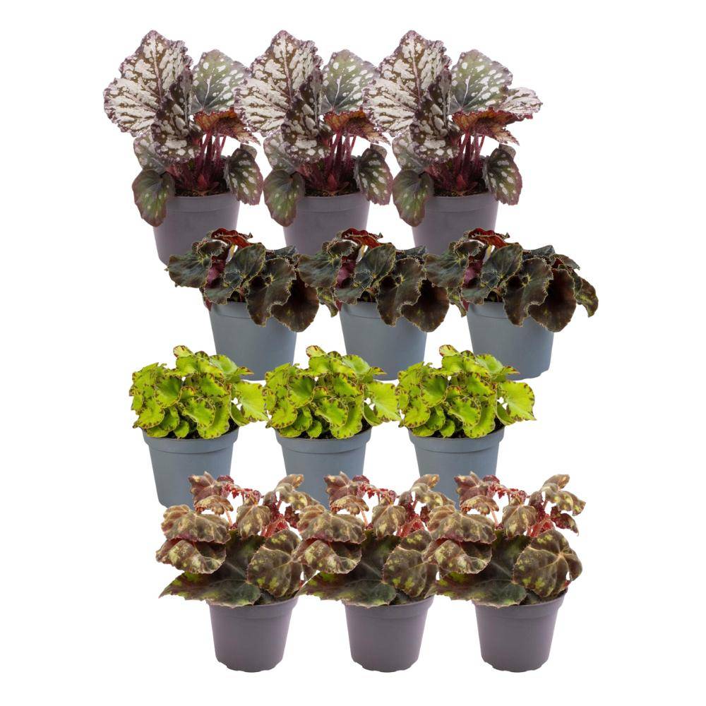 La Green Touch - Coffret Begonia - Lot de 12 plantes 15cm - Plante d'intérieur- La Green Touch - Imagen 3