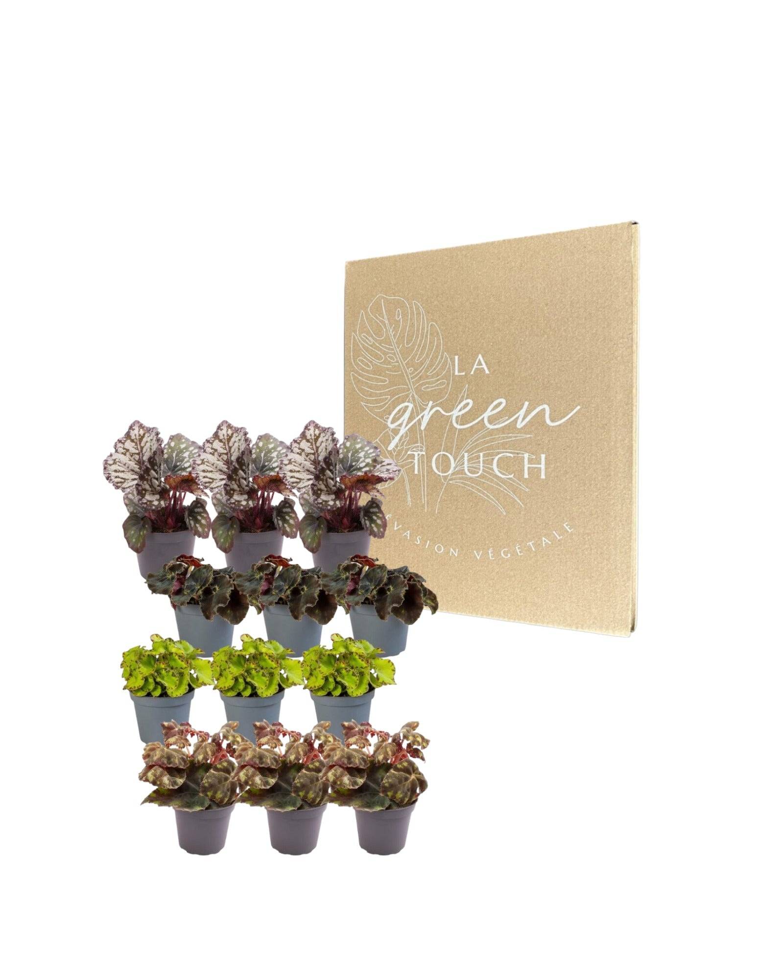 La Green Touch - Coffret Begonia - Lot de 12 plantes 15cm - Plante d'intérieur- La Green Touch - Imagen 2