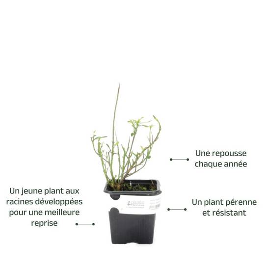 3 Iberis Candy Ice - Lot de 3 vivaces - Pépinières Naudet - Image 3