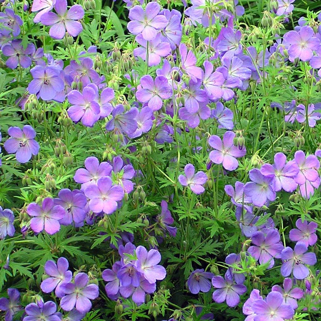 Geranium vivace Johnson's blue Godet de 8/9 cm