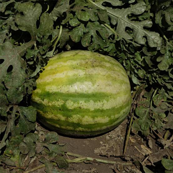 Pastèque Crimson Sweet - Citrullus lanatus le sachet de 60 graines environ (3g)