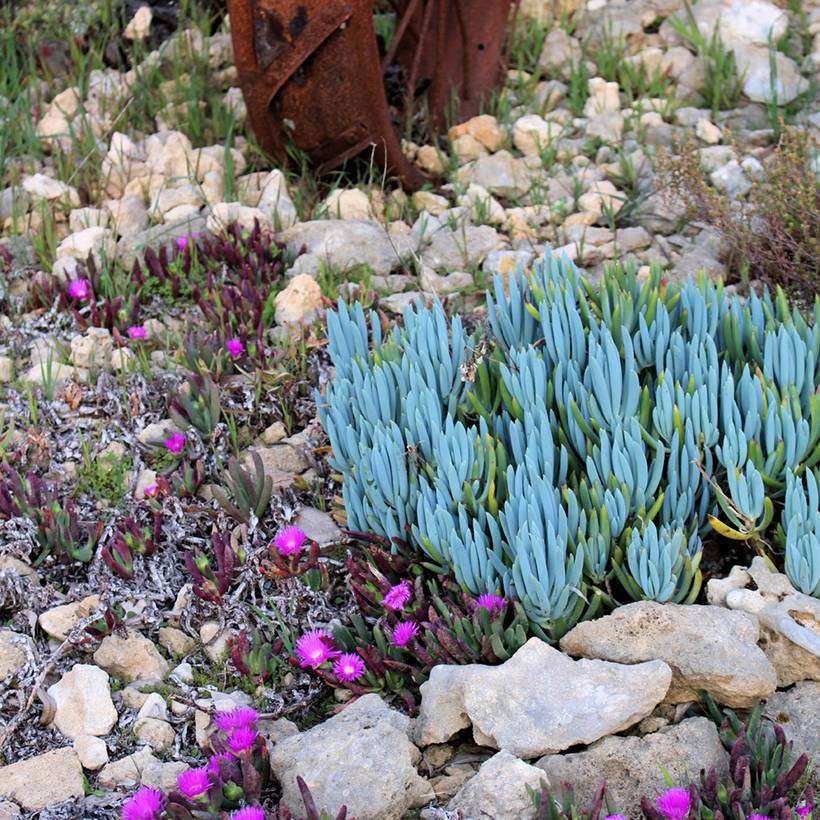 Promesse de Fleurs - Senecio serpens Dwarf Blue Godet de 8/9 cm