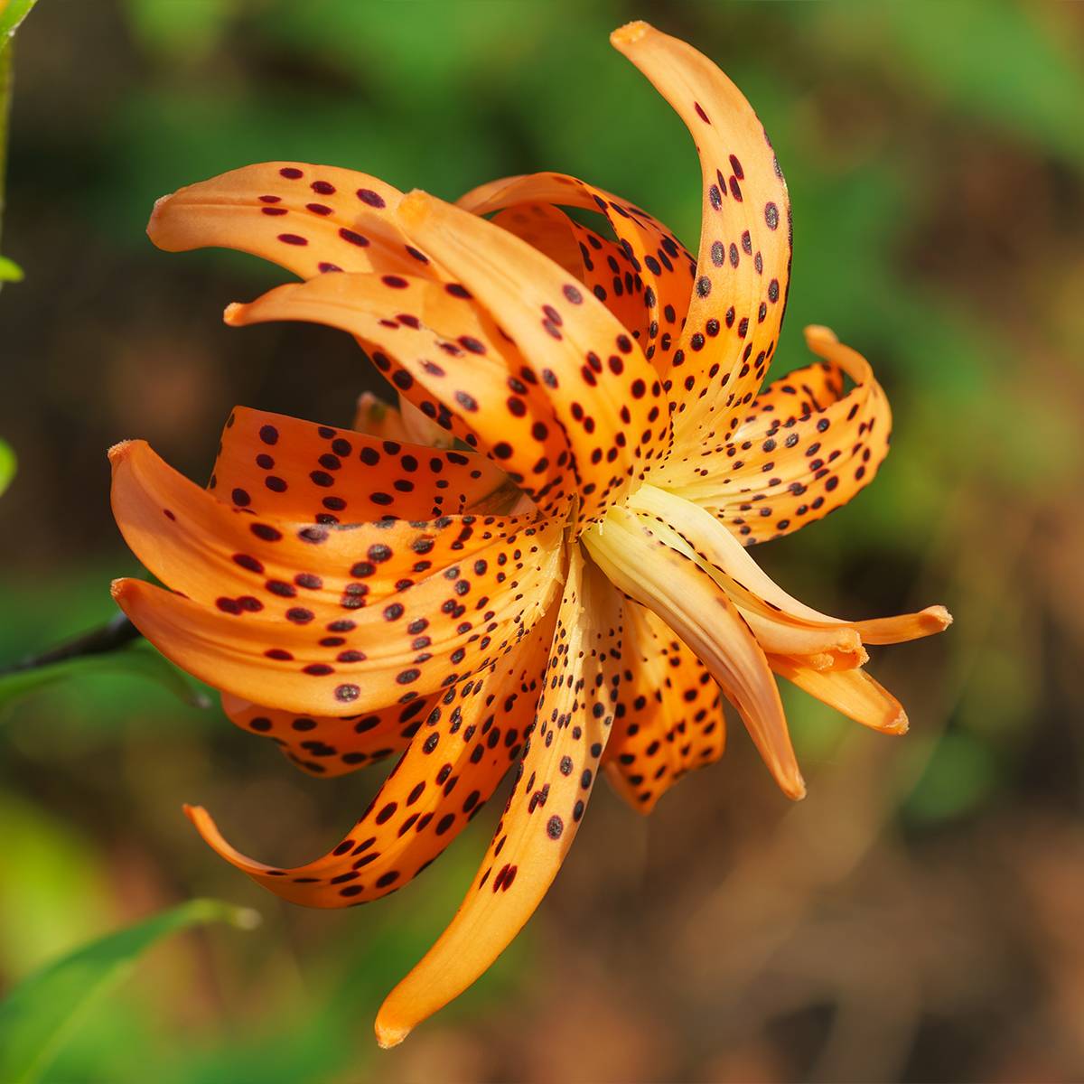 Promesse de Fleurs - Lis tigrinum double Flore Pleno Bulbe calibre 14/16 (par 3)
