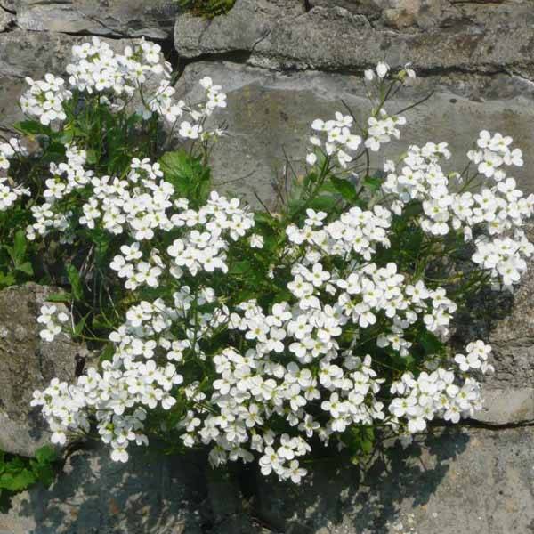 Corbeille d Argent, Arabis Caucasica Bakkely Godet de 8/9 cm