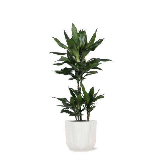 Dracaena Janet Lind et son pot- La Green Touch Relief Blanc - Hauteur 90cm