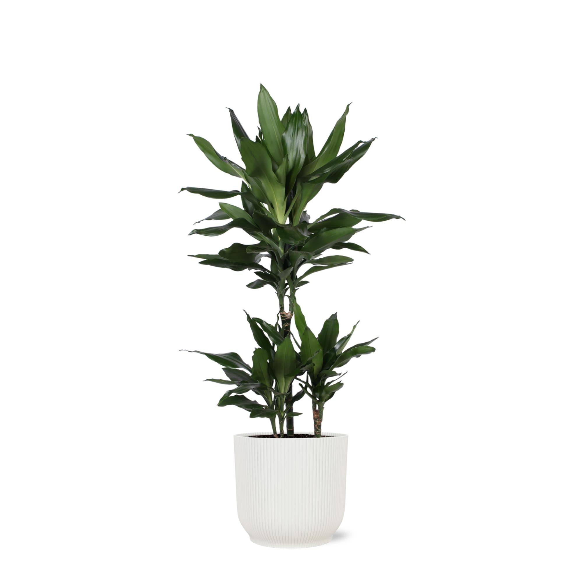 Dracaena Janet Lind et son pot- La Green Touch Relief Blanc - Hauteur 90cm
