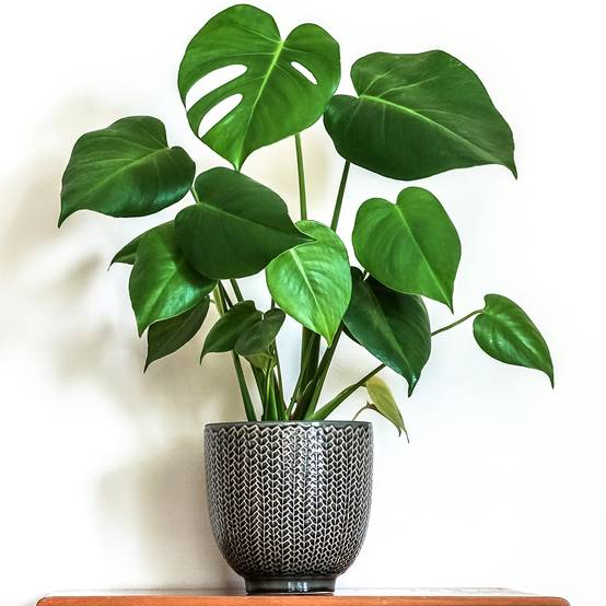 Gardenersdream - 1 X Monstera Deliciosa Superb | 40-50Cm En Pot Plante D'Intérieur - GardenersDream - Image 1