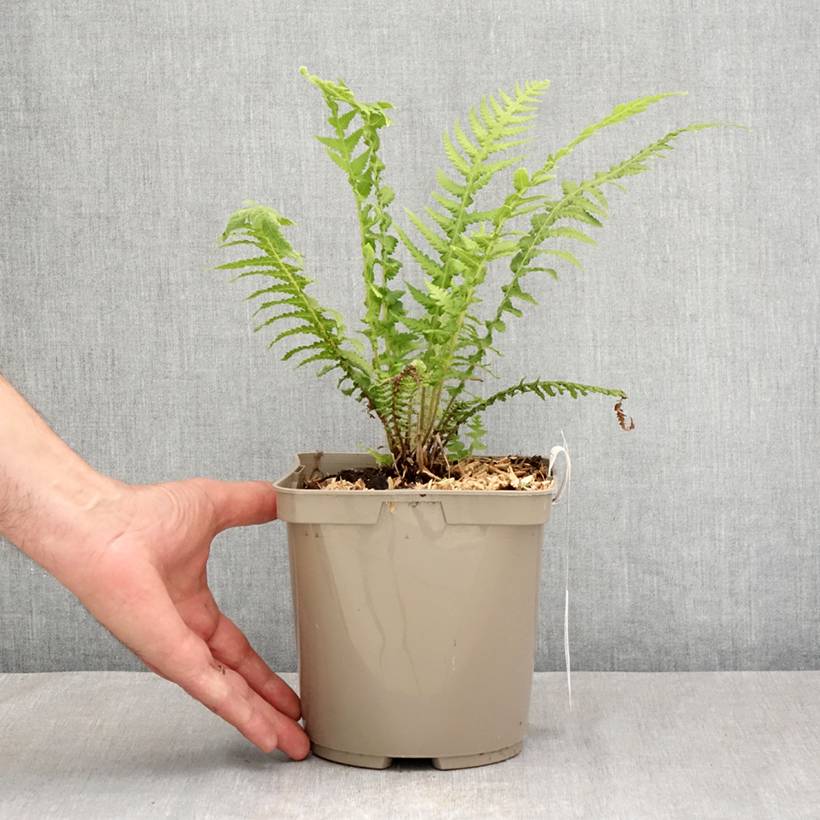 Cyathea cooperi - Fougère arborescente Pot de 2L/3L - Image 2
