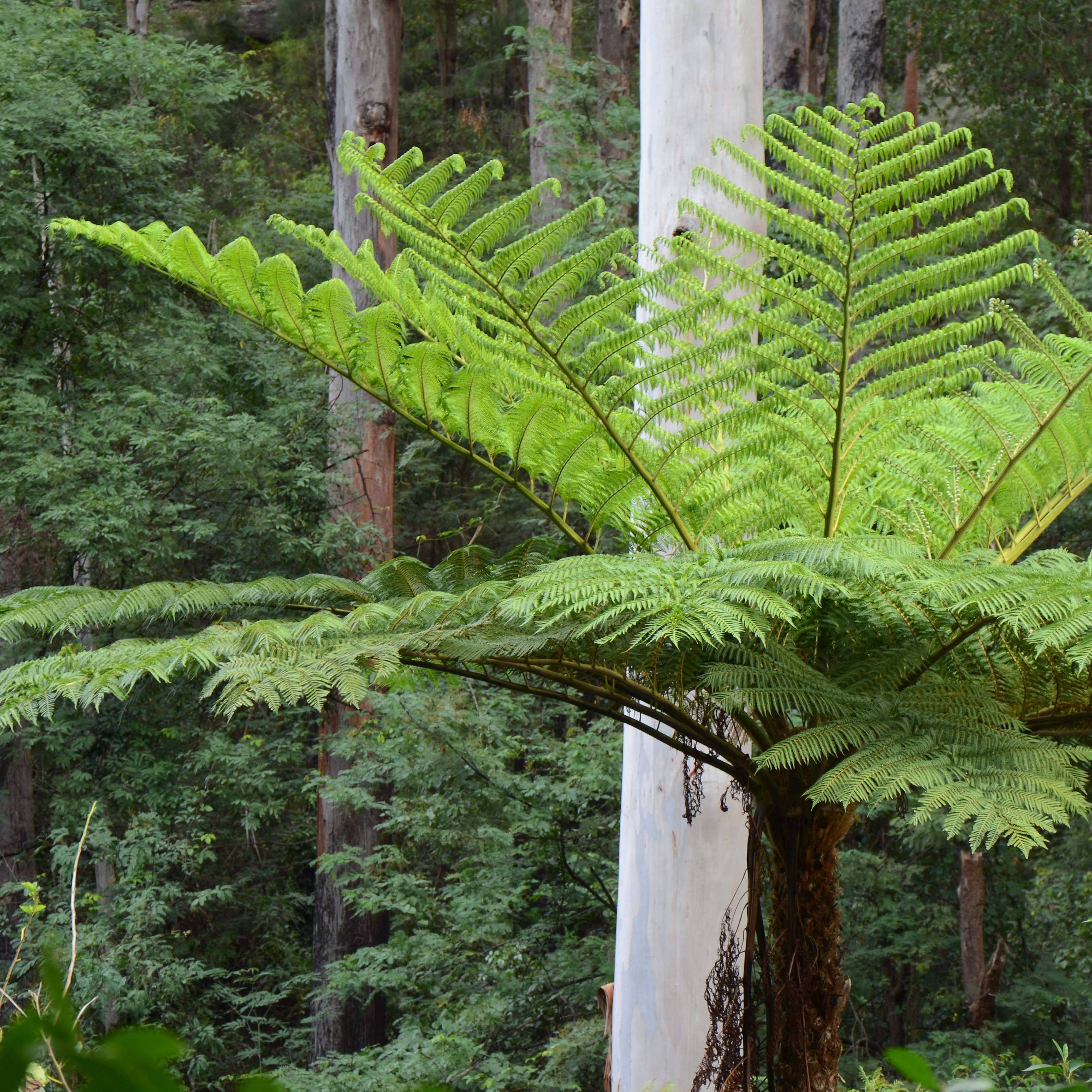 Cyathea cooperi - Fougère arborescente Pot de 2L/3L - Image 1
