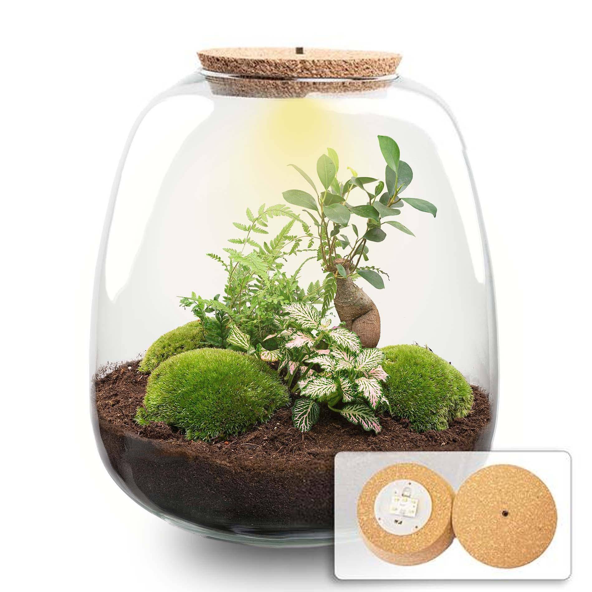 Planten Terrarium - H25cm