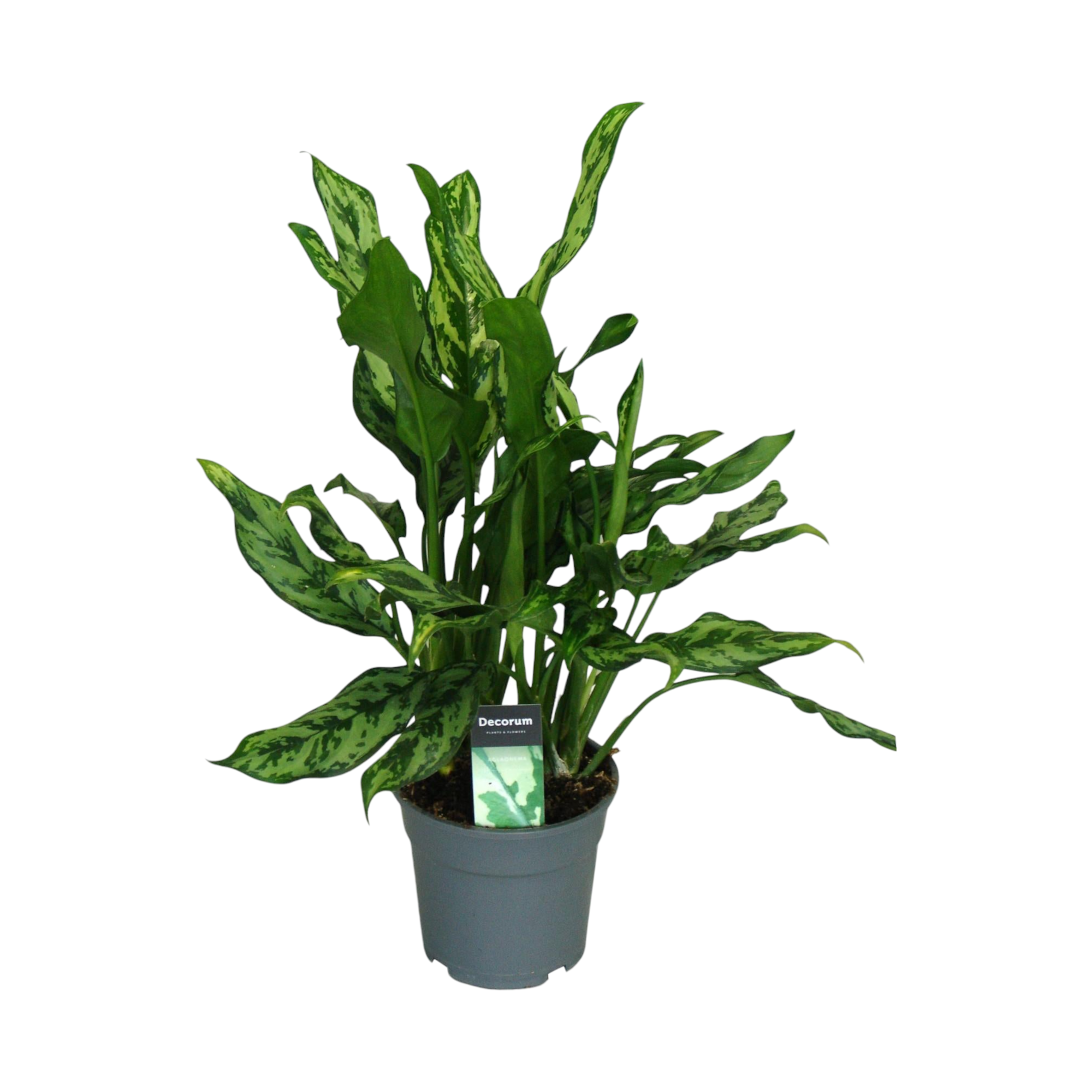 Aglaonema 'Miss Julliette' 55cm - Plante d'intérieur- La Green Touch - Image 1