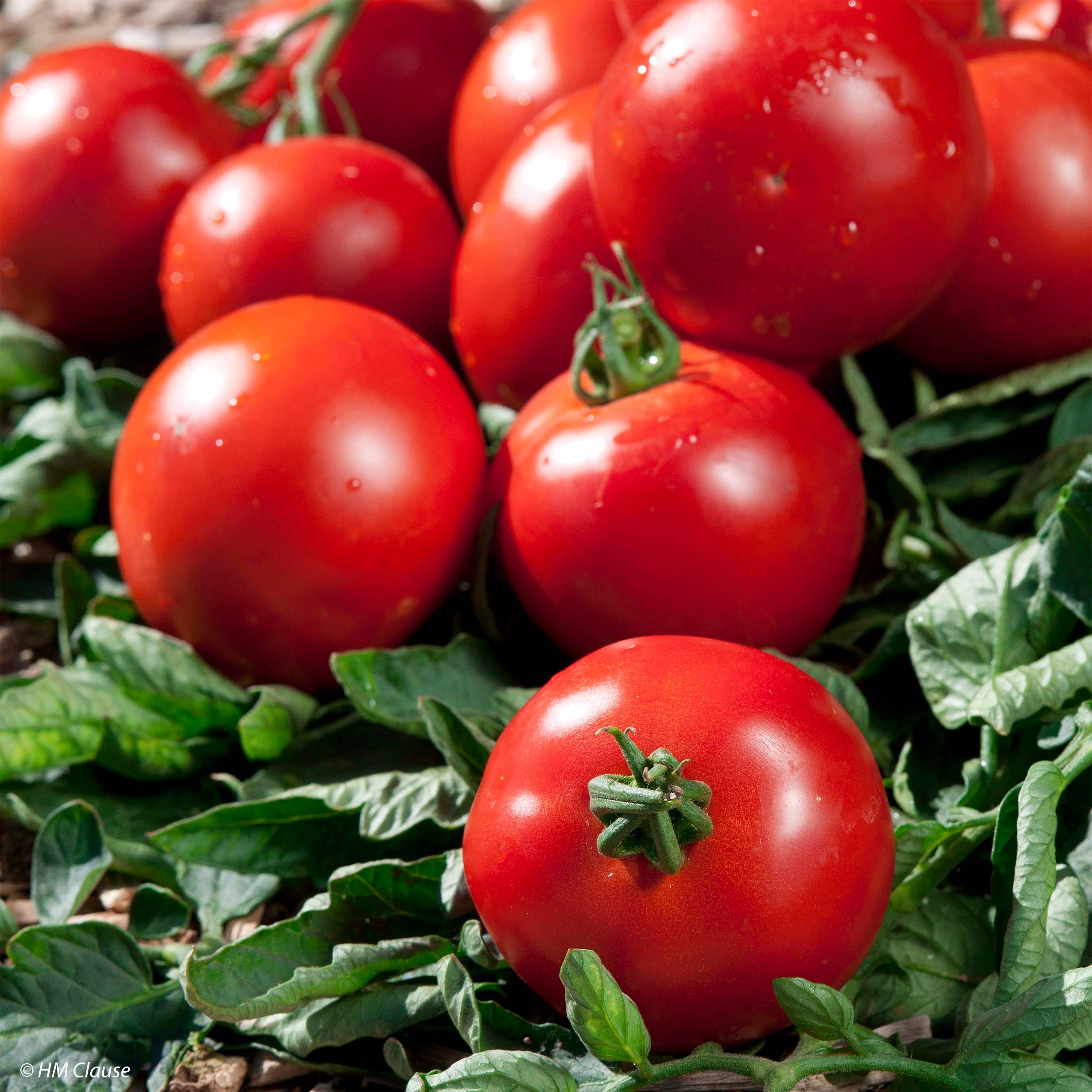 Tomate Paola F1 en plants Mini-motte Ø 3/4 cm, Plant vert de 5 à 10 cm de haut (par 5)