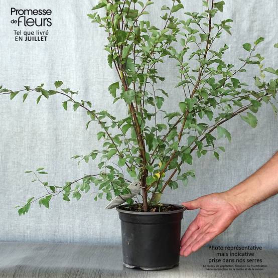 Spiraea vanhouttei - Spirée de Van Houtte Pot de 2L/3L - Image 2