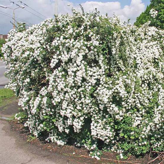 Spiraea vanhouttei - Spirée de Van Houtte Pot de 2L/3L - Image 1