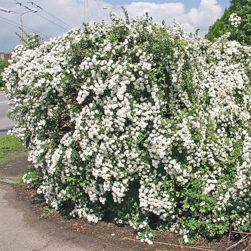 Spiraea vanhouttei - Spirée de Van Houtte Pot de 2L/3L - Imagen 1