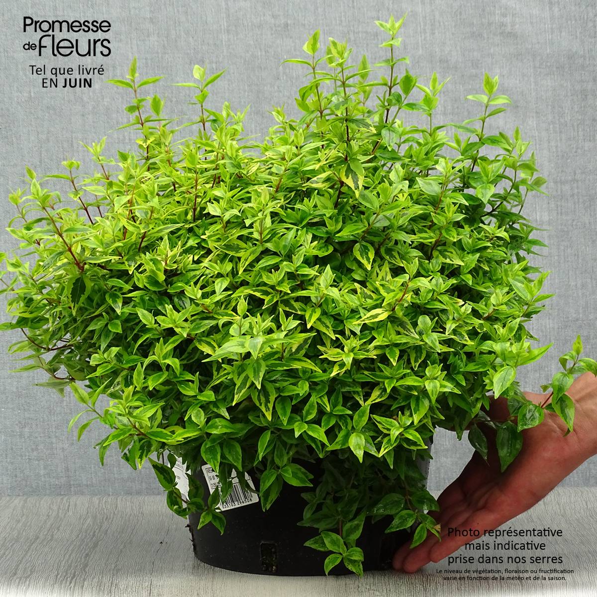 Promesse de Fleurs - Abélia grandiflora Kaléidoscope Pot de 3L/4L - Image 2