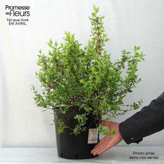 Promesse de Fleurs - Abélia grandiflora Kaléidoscope Pot de 3L/4L - Image 1