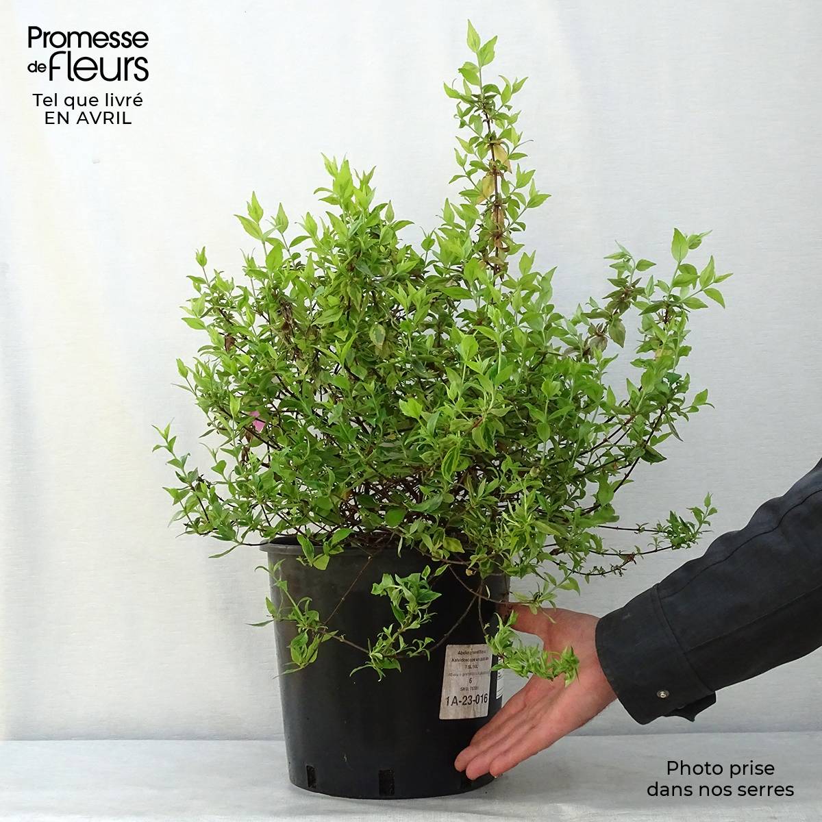 Promesse de Fleurs - Abélia grandiflora Kaléidoscope Pot de 3L/4L - Image 1