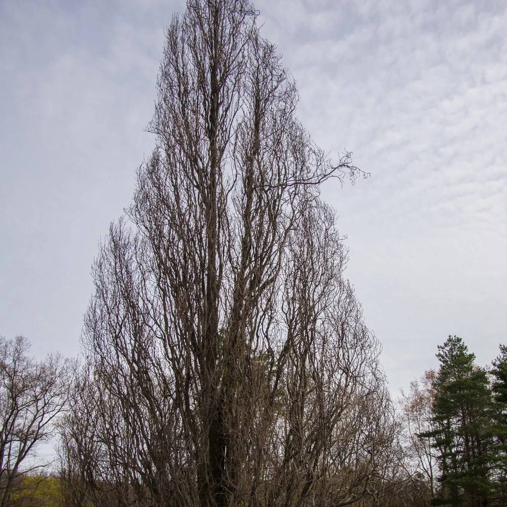 Chêne pédonculé fastigié Koster, Quercus robur - Pot de 30L - Tige 10/12 - Image 1