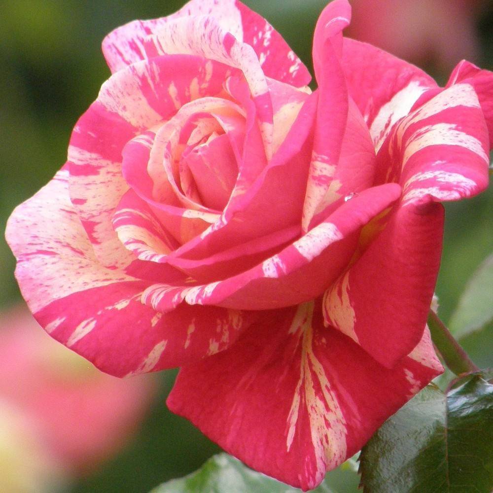 Rosier à grandes fleurs Claude Monet® 'Jacdesa' à fleurs Jaune/Rose - feuillage Caduc - Pot de 10 L - 1/2 tige